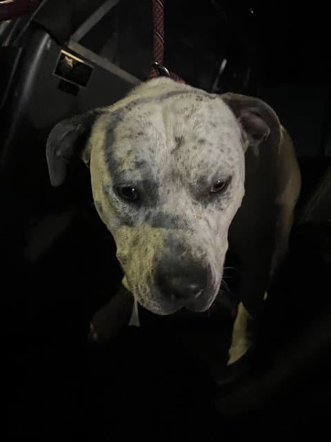 Unknown - American Pit Bull Terrier