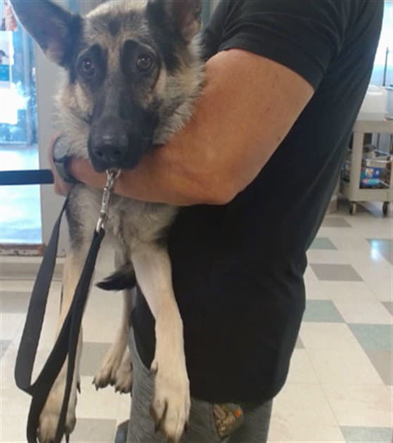 Unknown - German Shepherd Dog