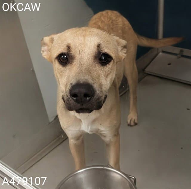 Unknown - Carolina Dog