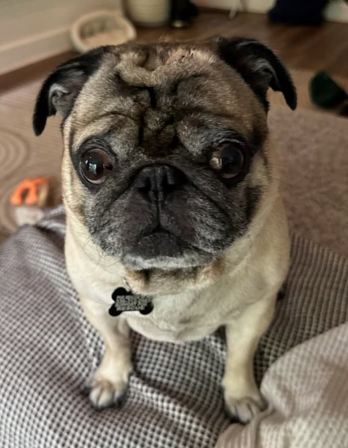 -  Nutty Butty - Pug
