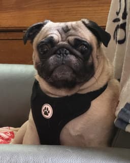 -  Buddy image 1