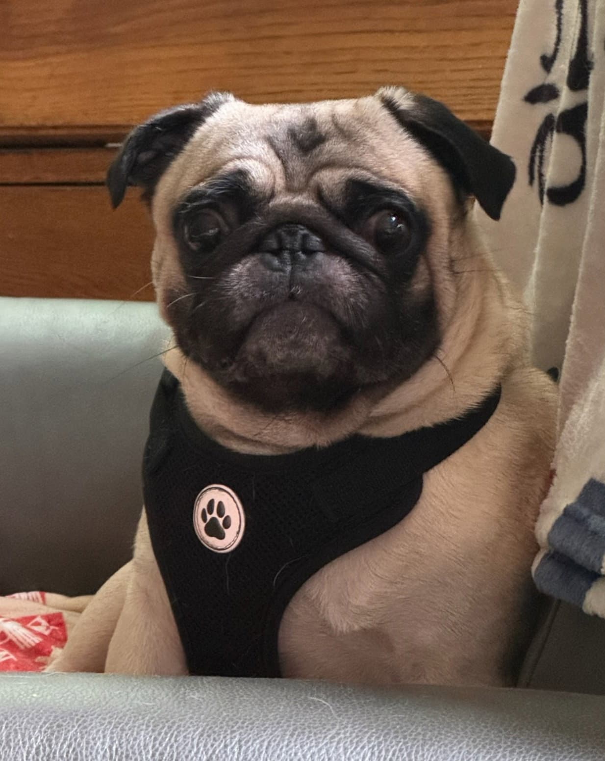 -  Buddy