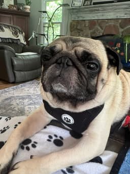 -  Buddy image 3