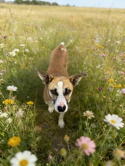 Sweet Sancho image 2