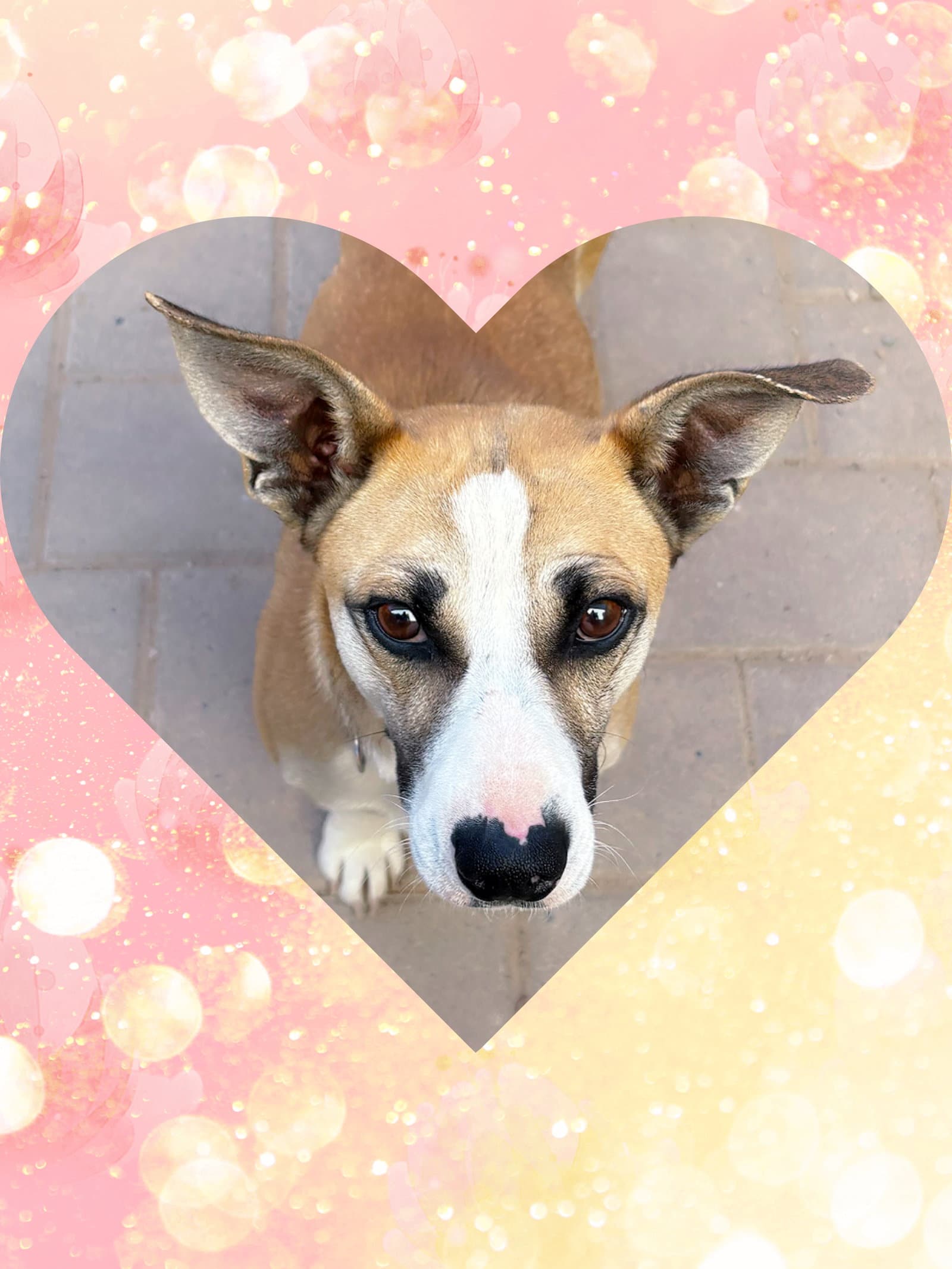 Sweet Sancho - Corgi