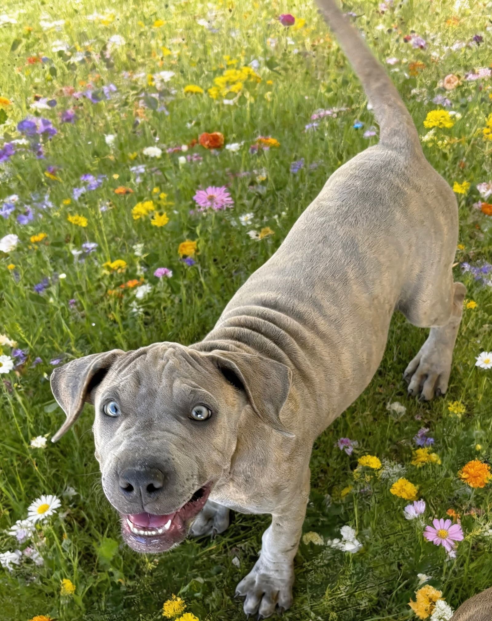 Sweet Truffle - Labrador Retriever
