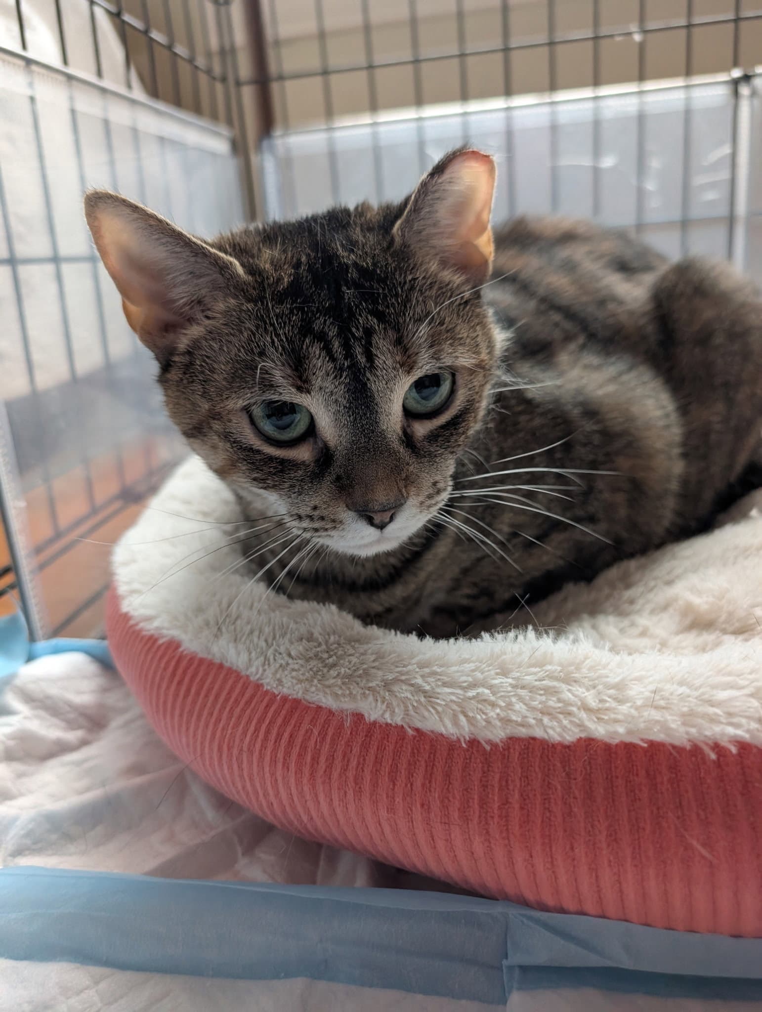 Penelope - Domestic Short Hair
