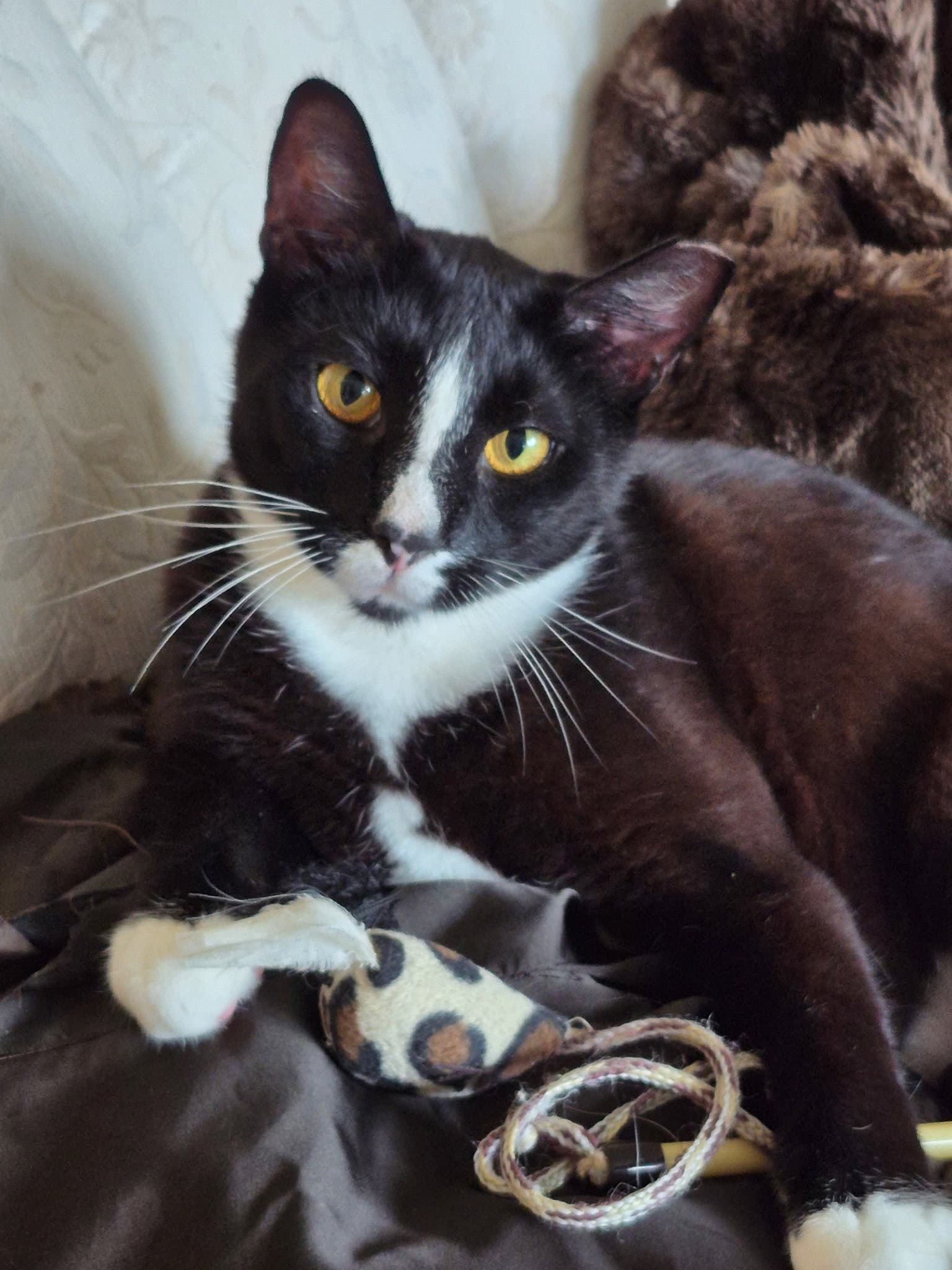Garnet - Domestic Short Hair