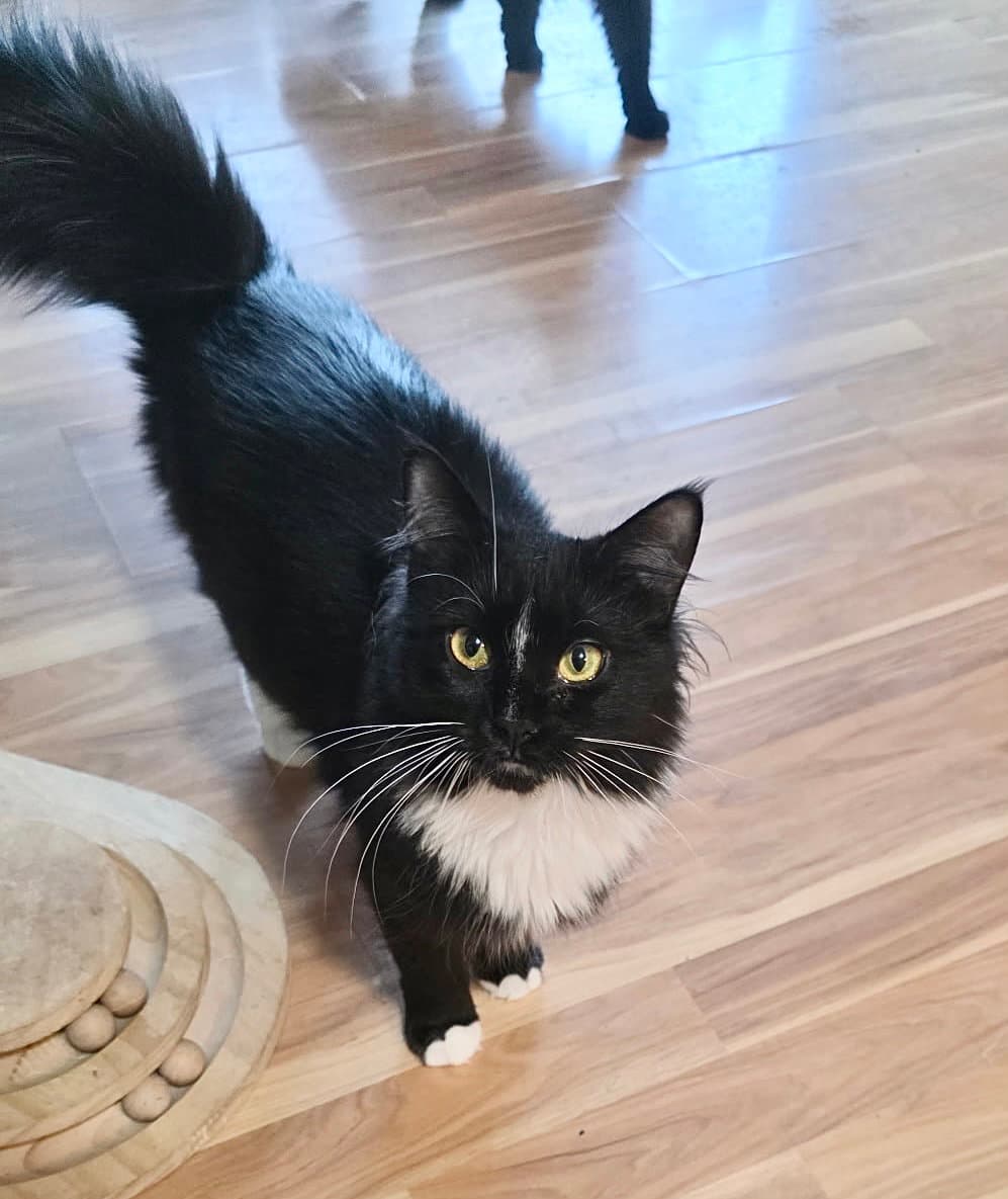 Willow - Domestic Long Hair