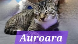 Auroara image 1