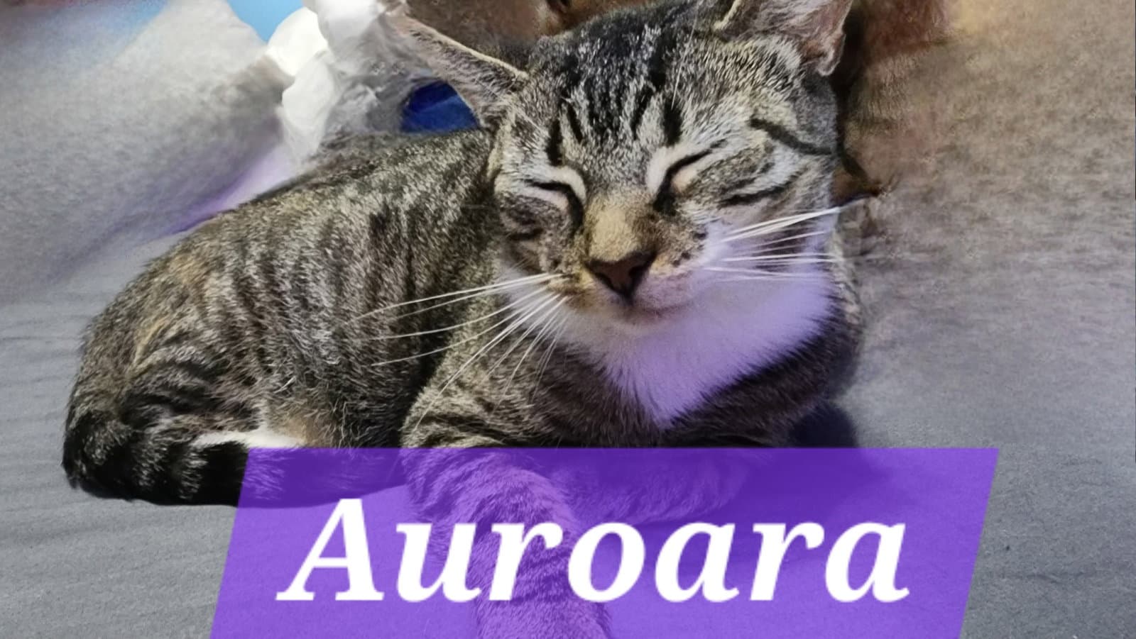 Auroara - Domestic Short Hair