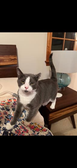 Oliver image 1