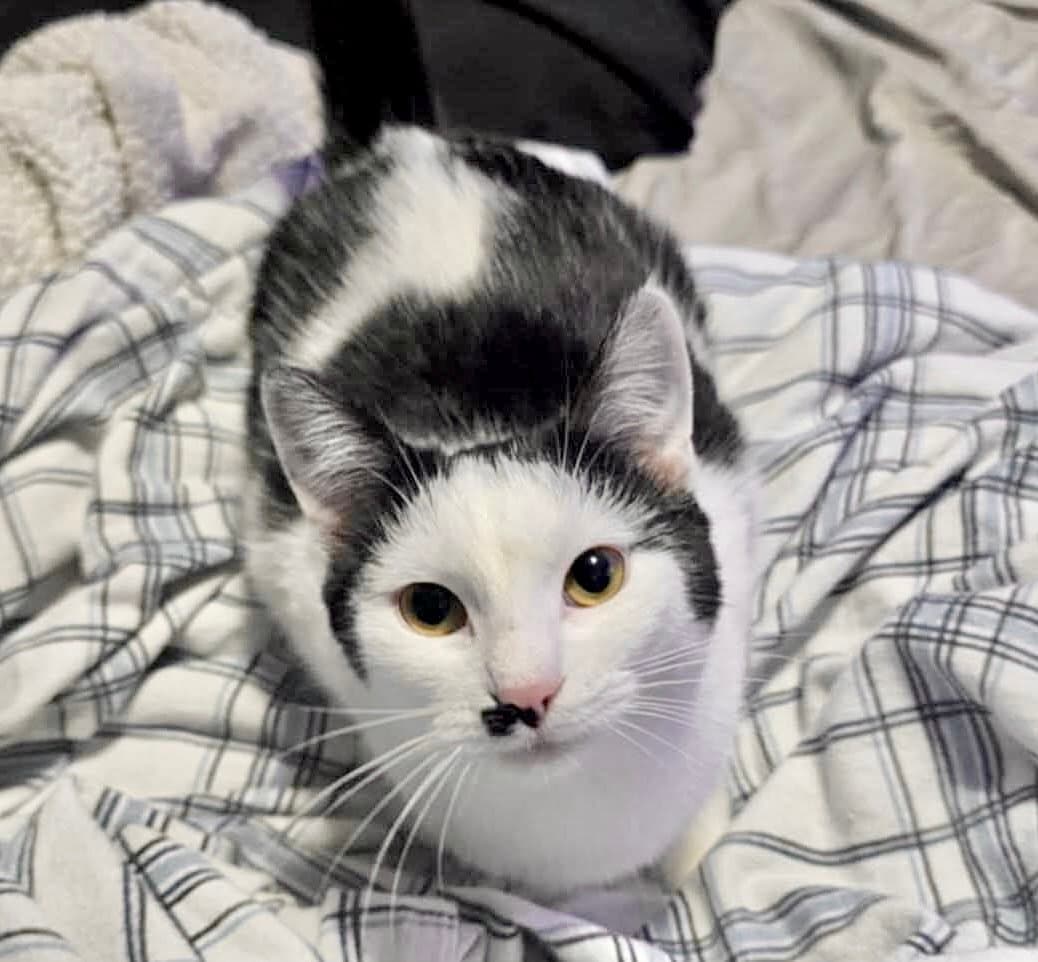 Marilyn - Domestic Short Hair