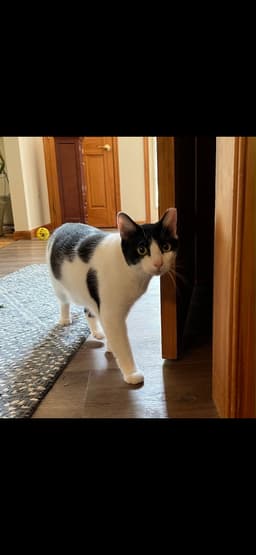 Figaro image 1
