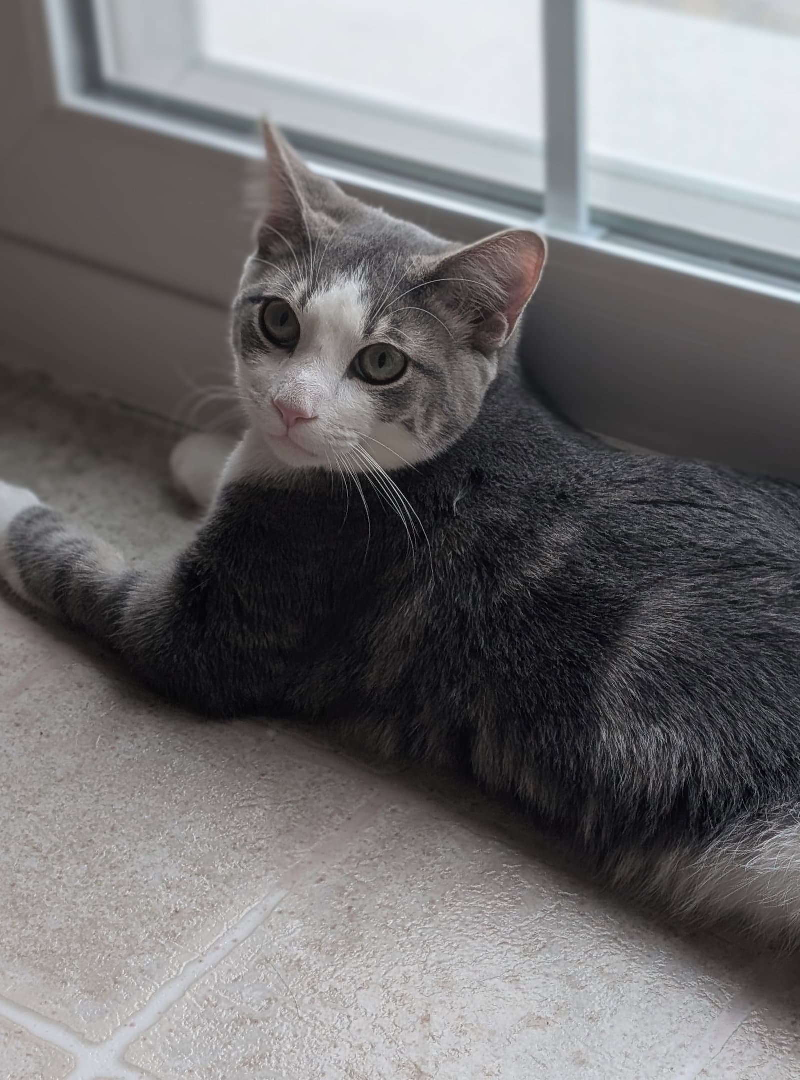 Lucky - Domestic Short Hair