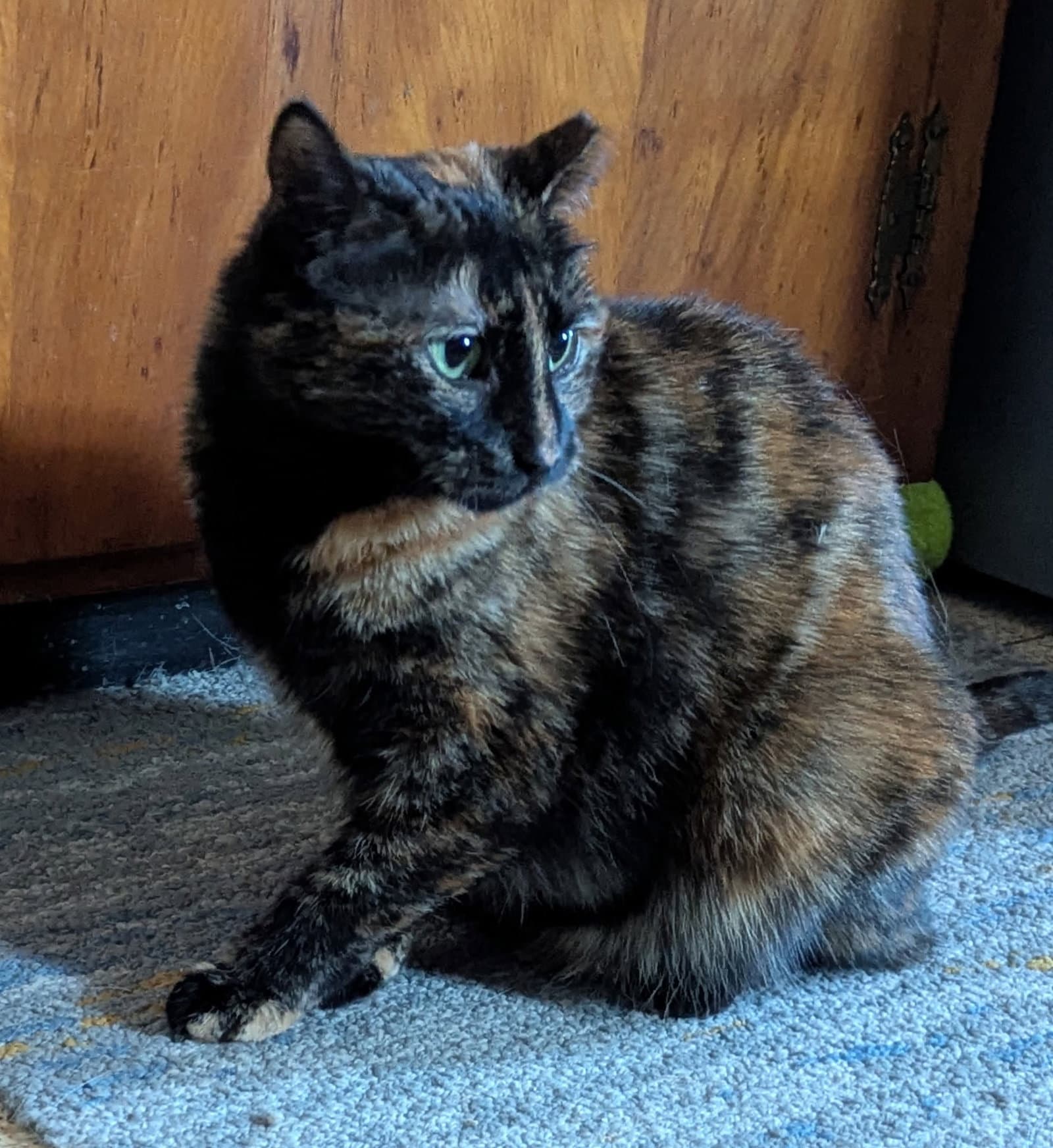 Amethyst - American Shorthair