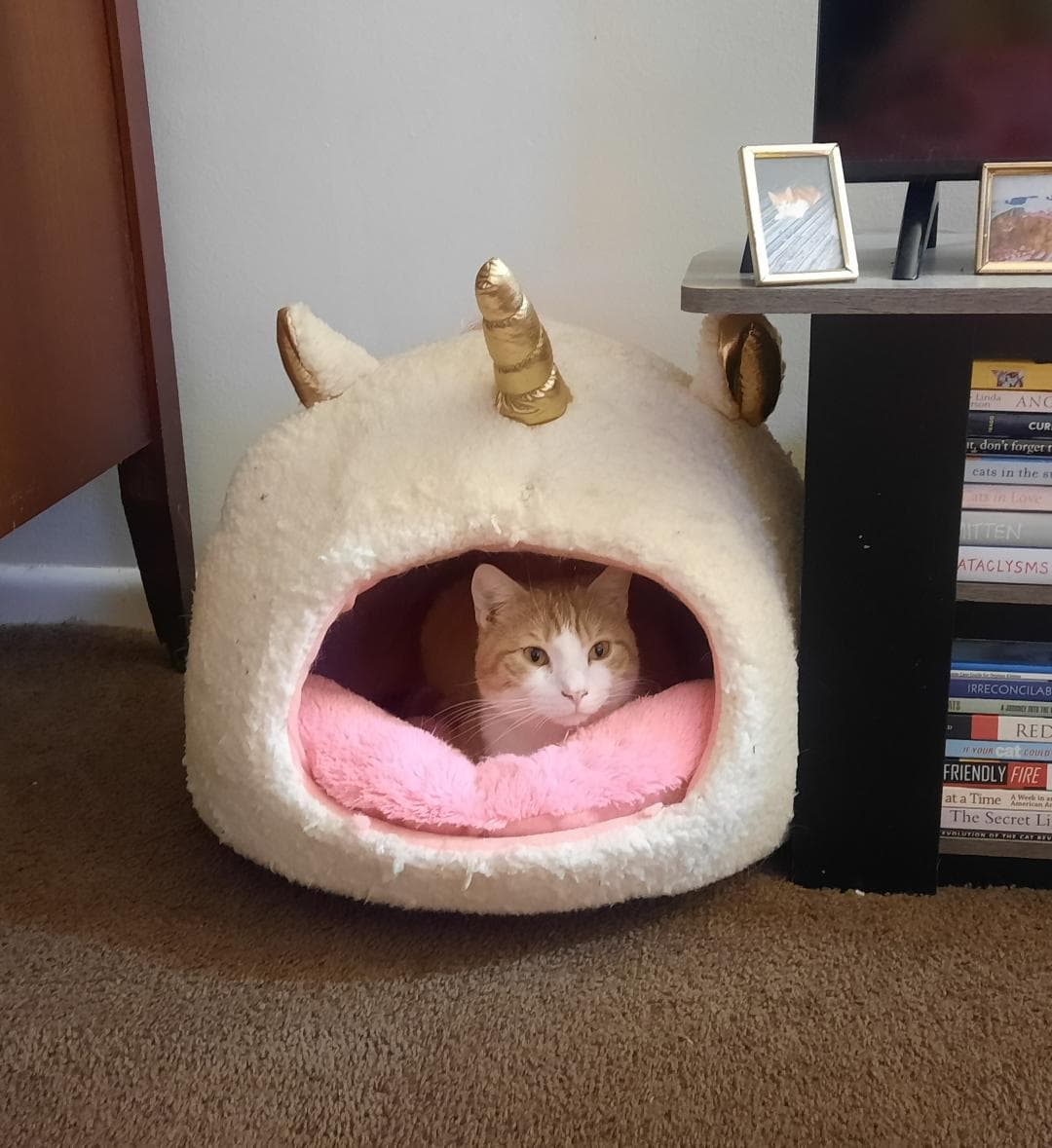 Octavian - Domestic Short Hair