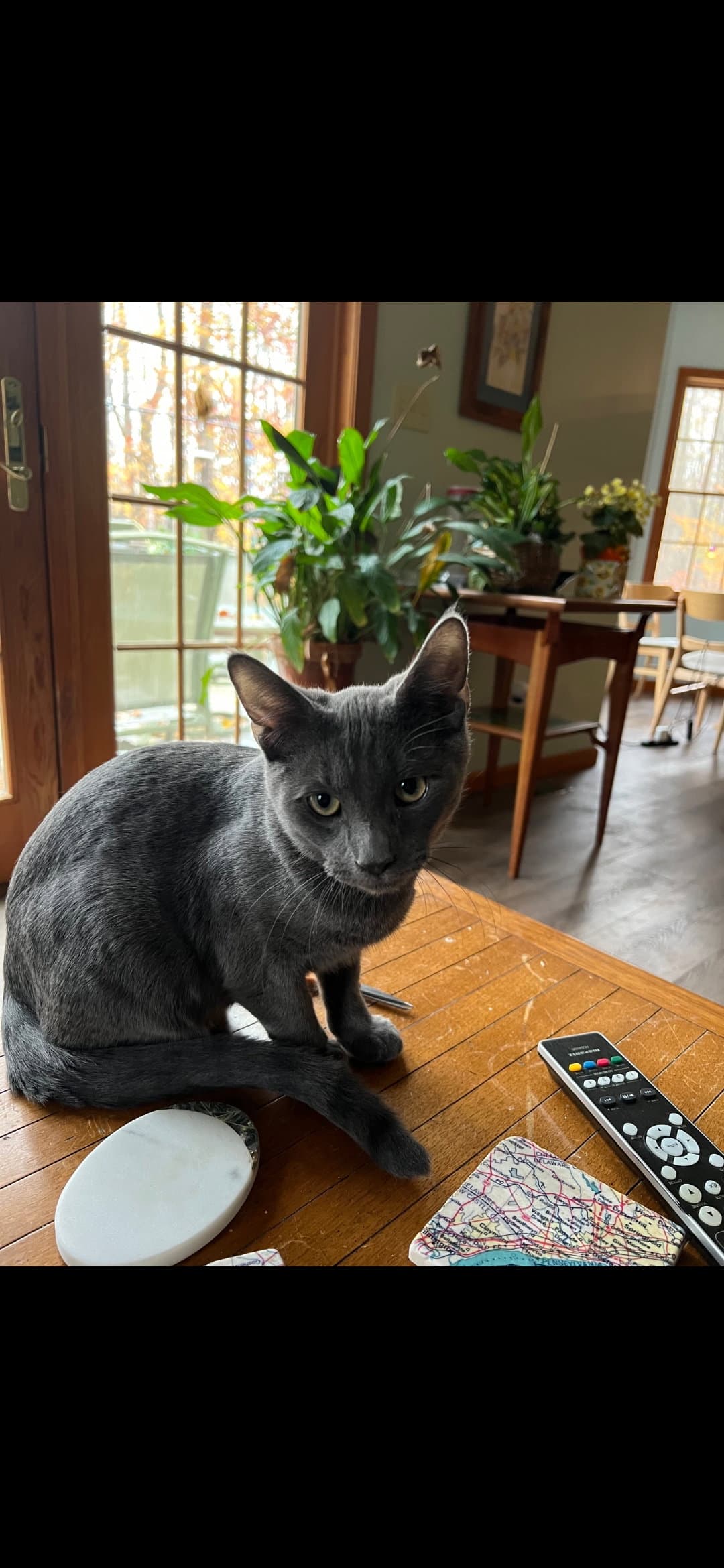 Nash - Domestic Short Hair