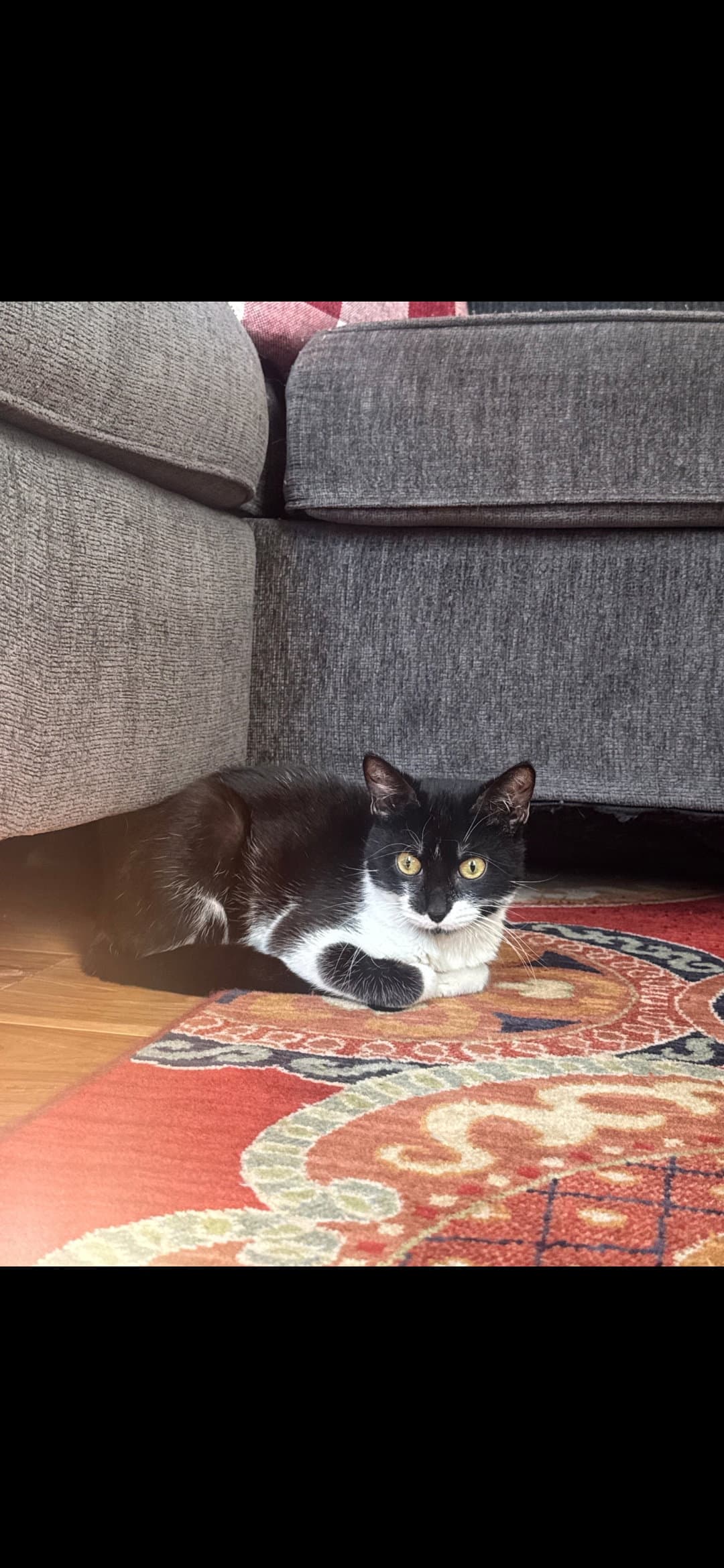 Snoopy - Domestic Short Hair