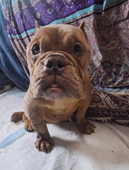 Betty Micro Bully image 3
