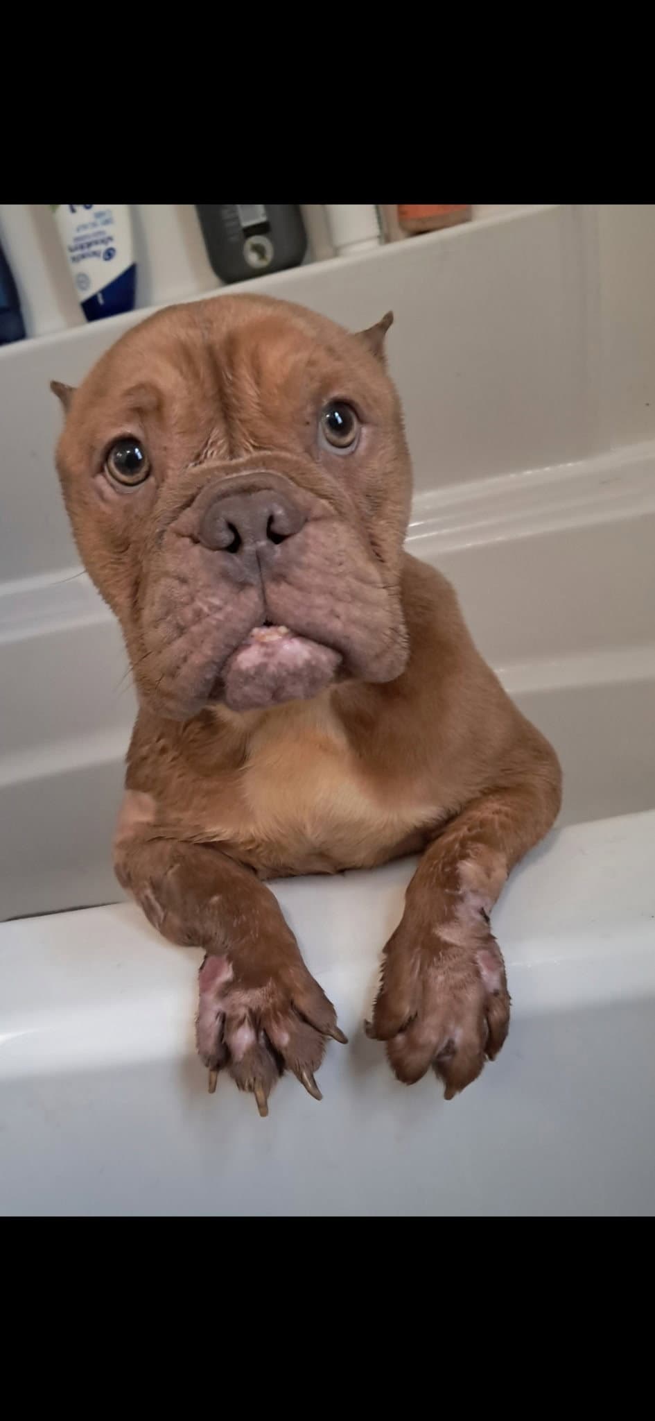 Betty Micro Bully - American Bulldog