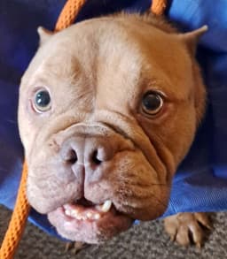 Betty Micro Bully image 4