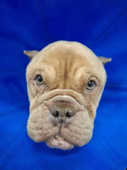 Betty Micro Bully image 2