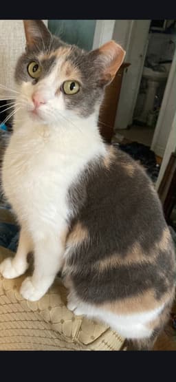 Pebbles image 1