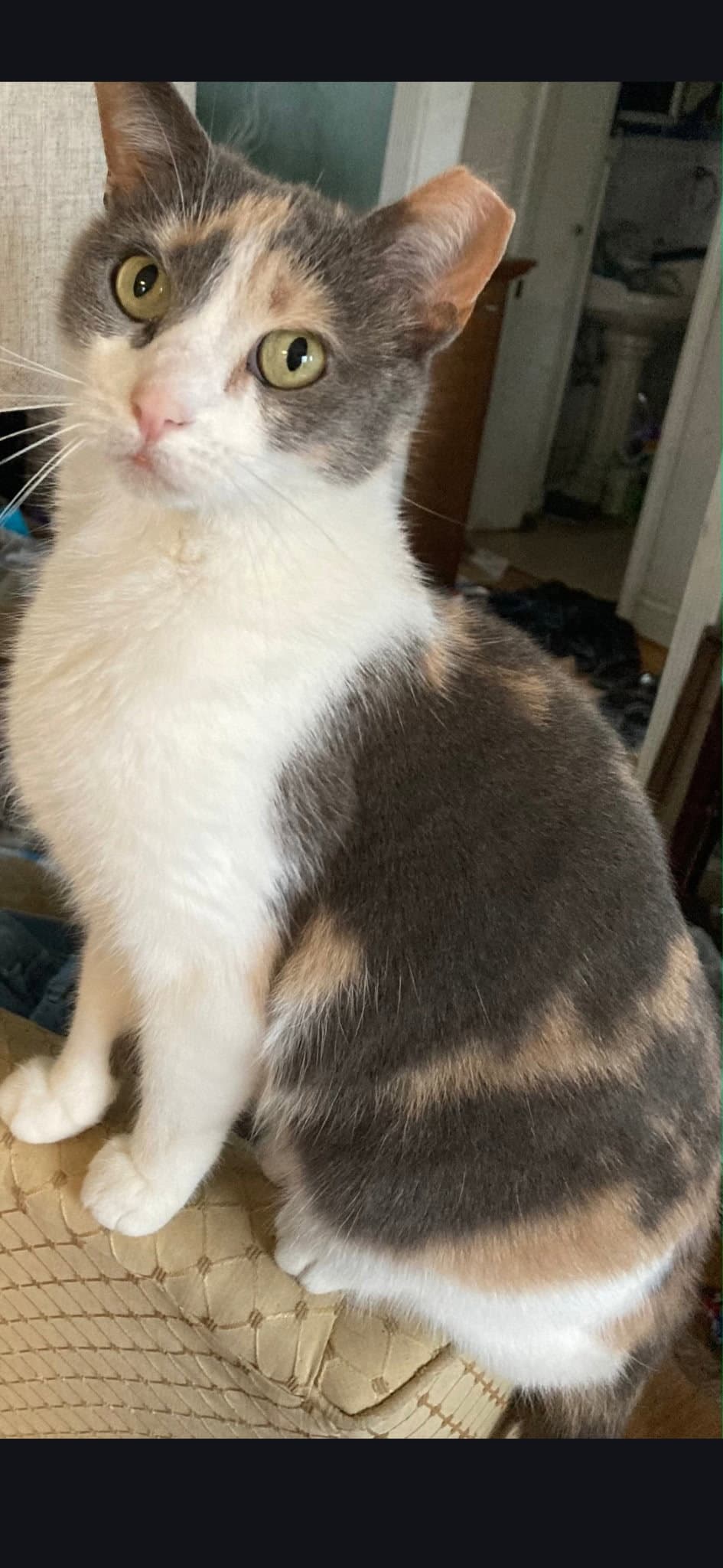 Pebbles - Dilute Calico