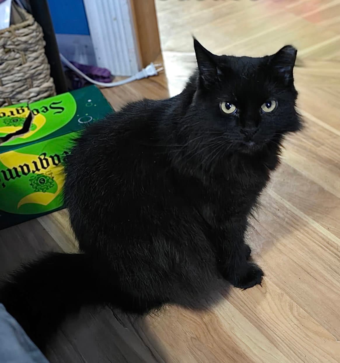 Justice - Domestic Long Hair
