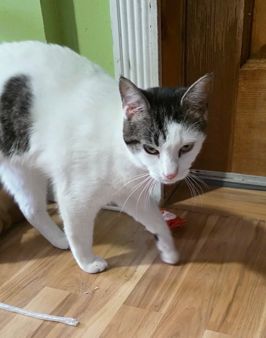 Panda - Domestic Short Hair