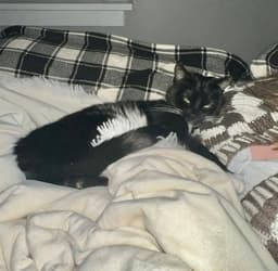 Pepper image 2