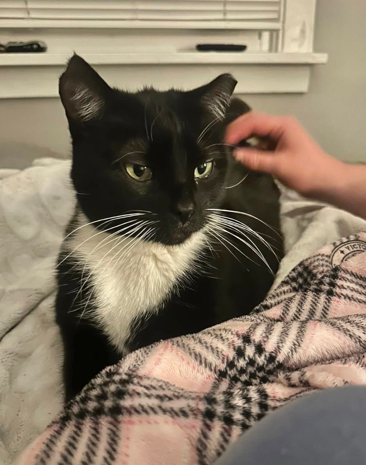 Pepper - Tuxedo