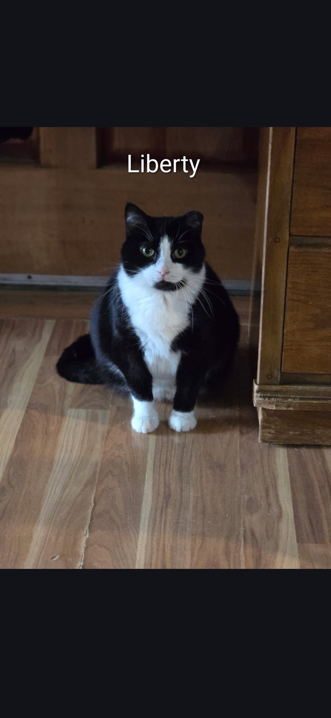 Liberty - Domestic Short Hair