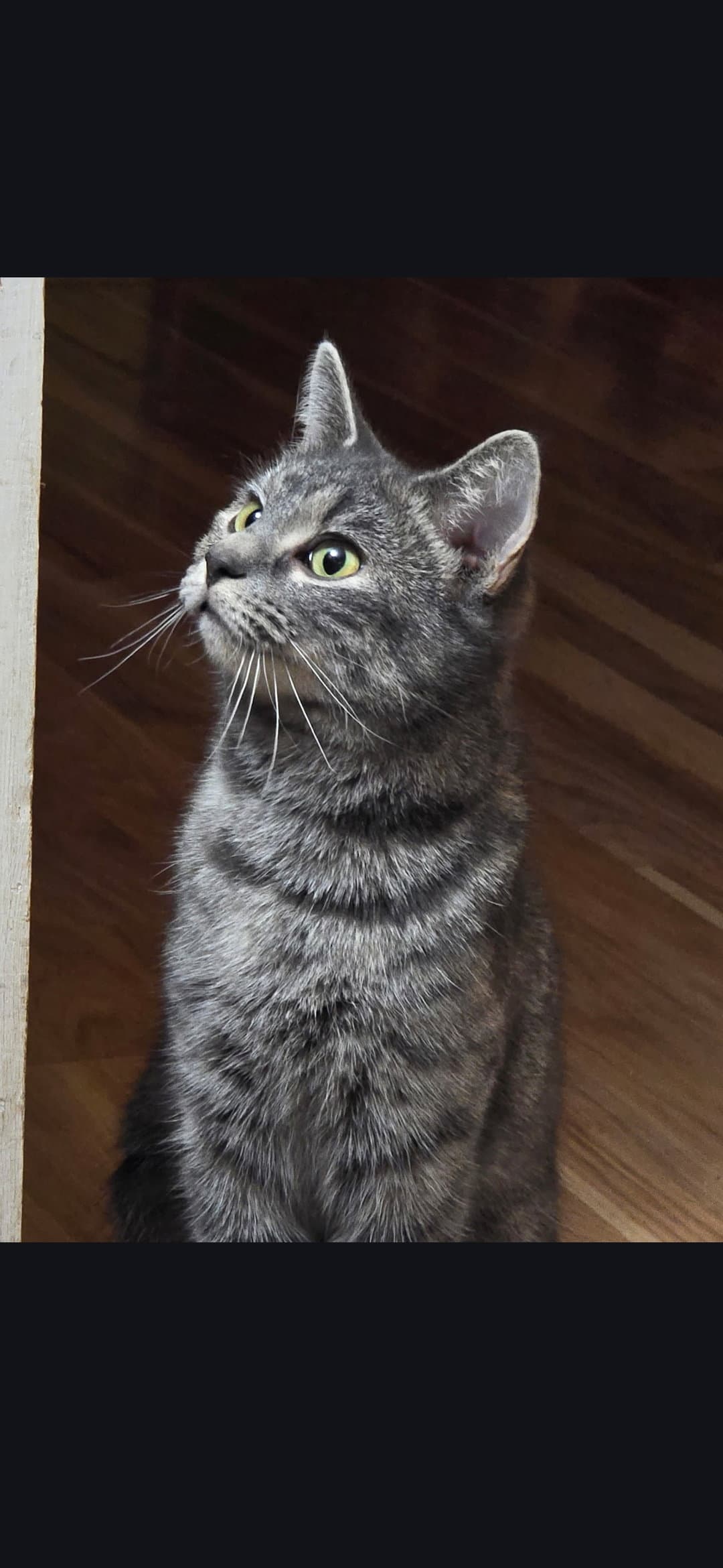 Noodles - Domestic Short Hair