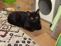 Zoe image 1