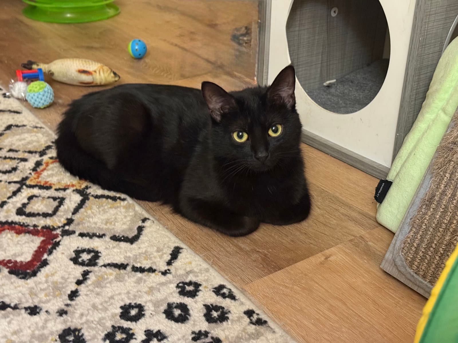 Zoe - Domestic Short Hair
