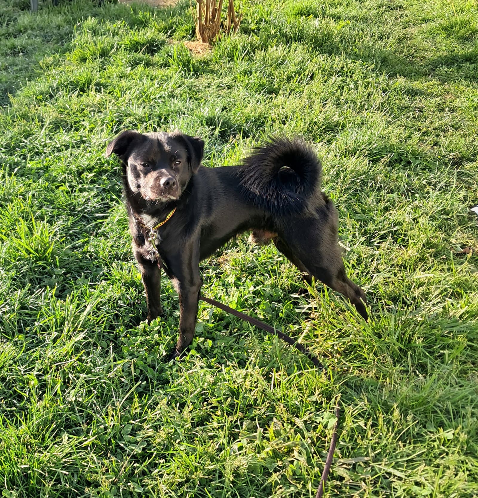 Winston - Shiba Inu