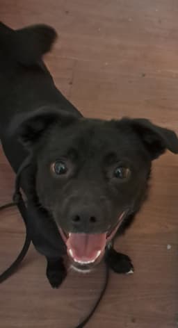 Winston image 4