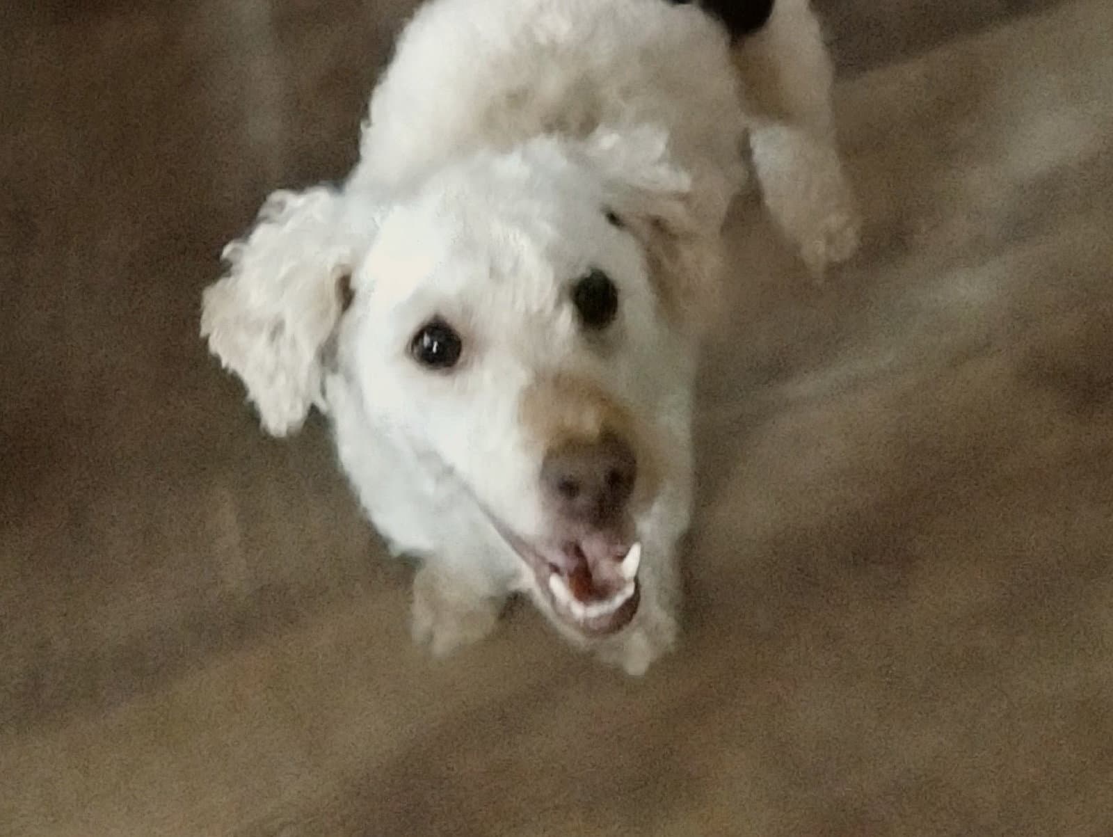 Alfredo - Poodle (unknown type)