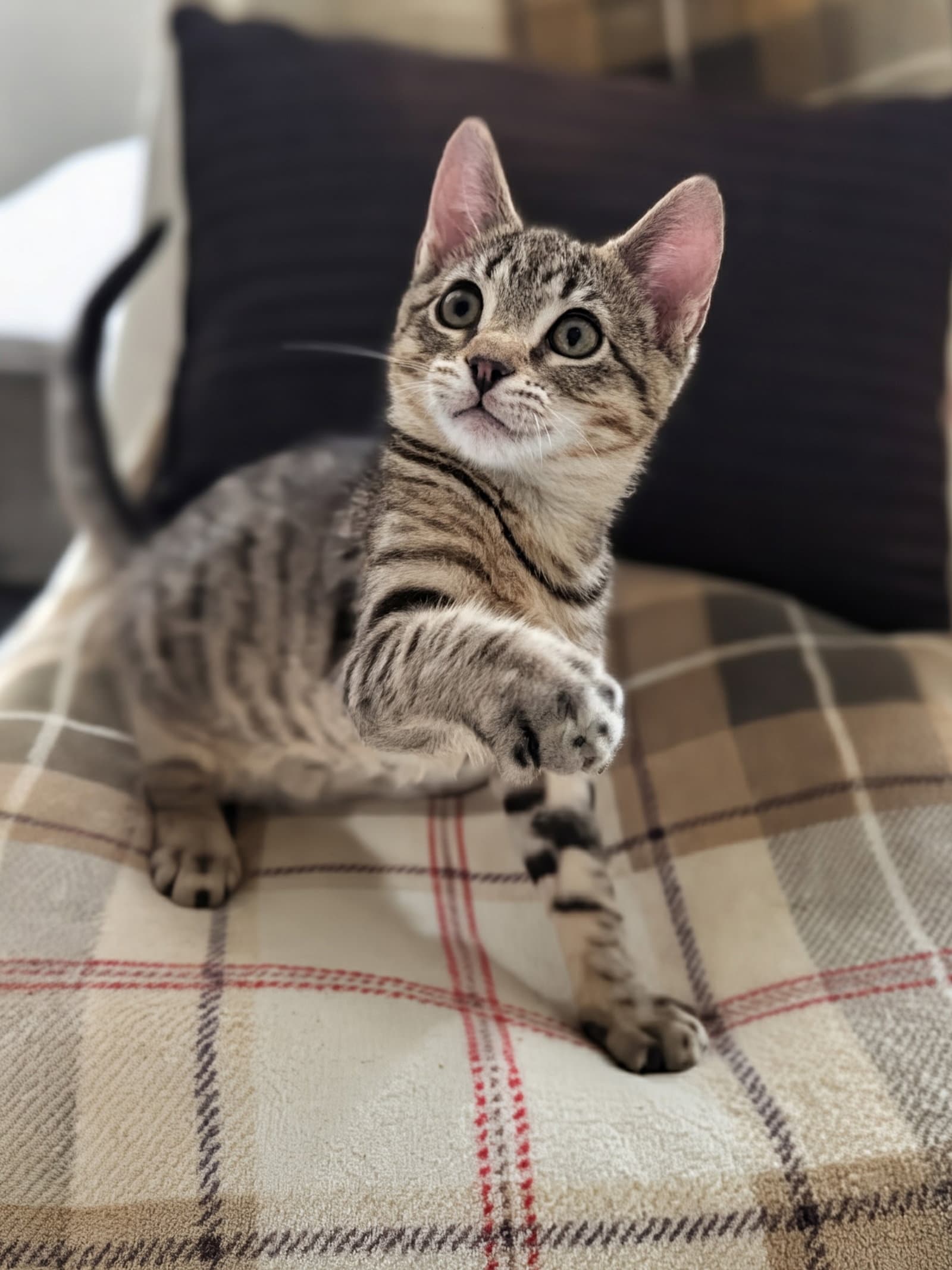 Jesse - American Shorthair