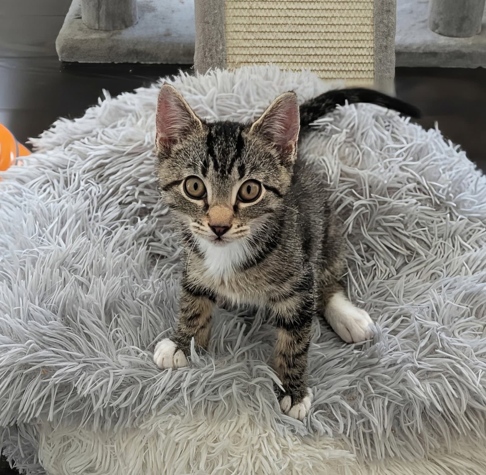 Jensen - American Shorthair