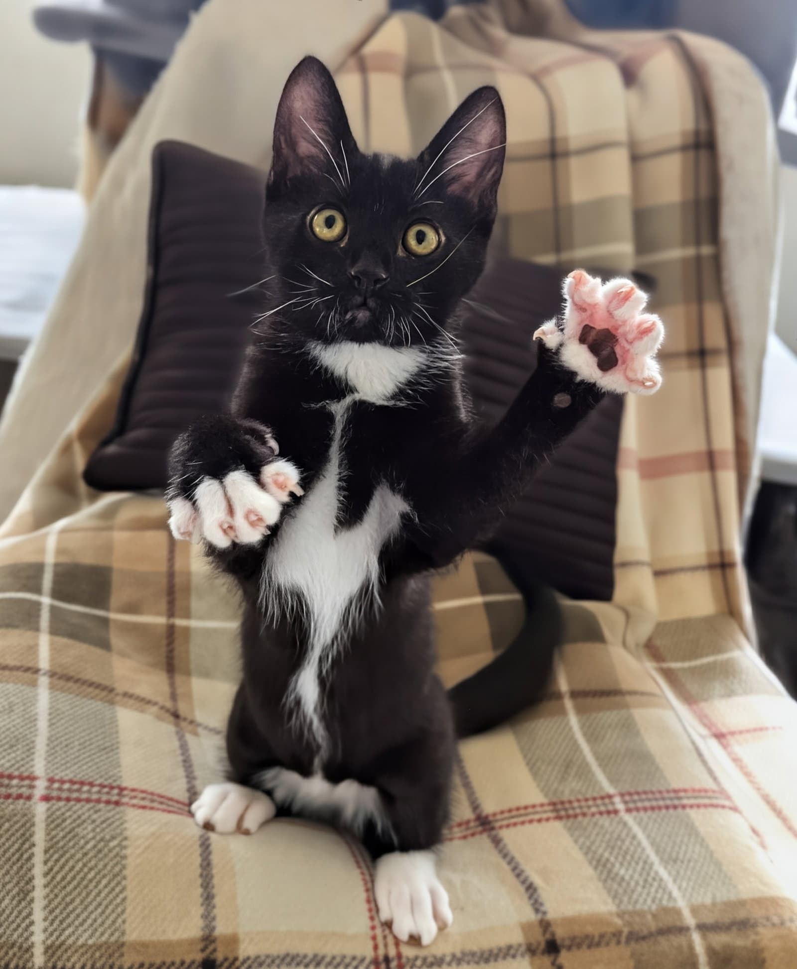 Jango - American Shorthair