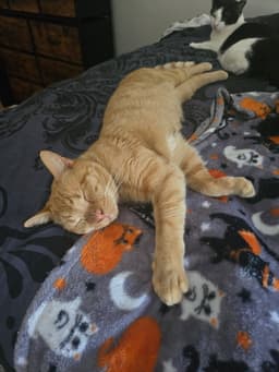 Alfie image 2