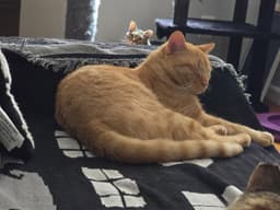 Alfie image 3