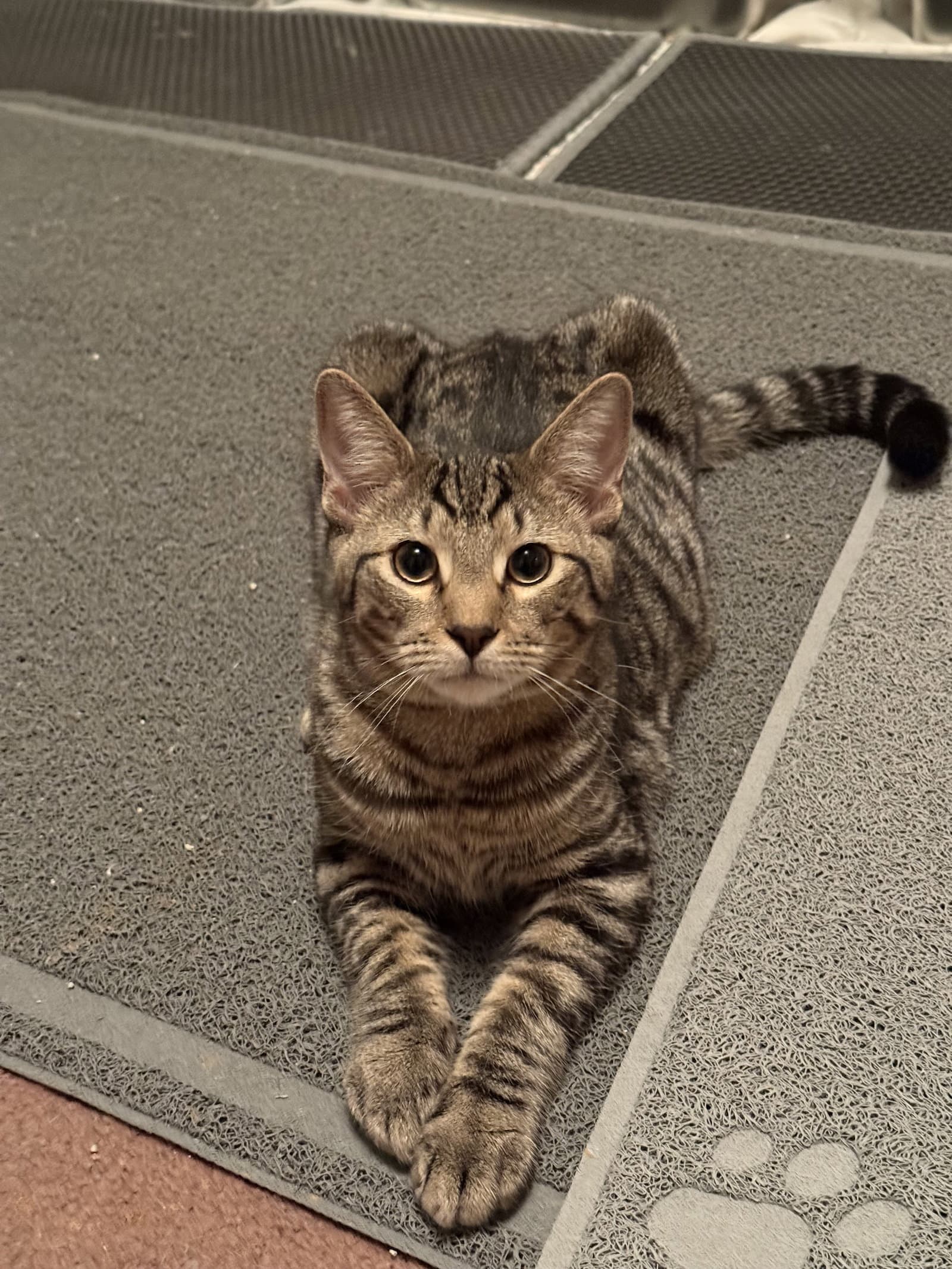 Willie - Tabby