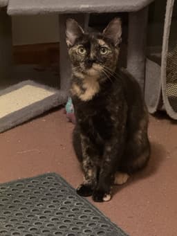 Ella image 1