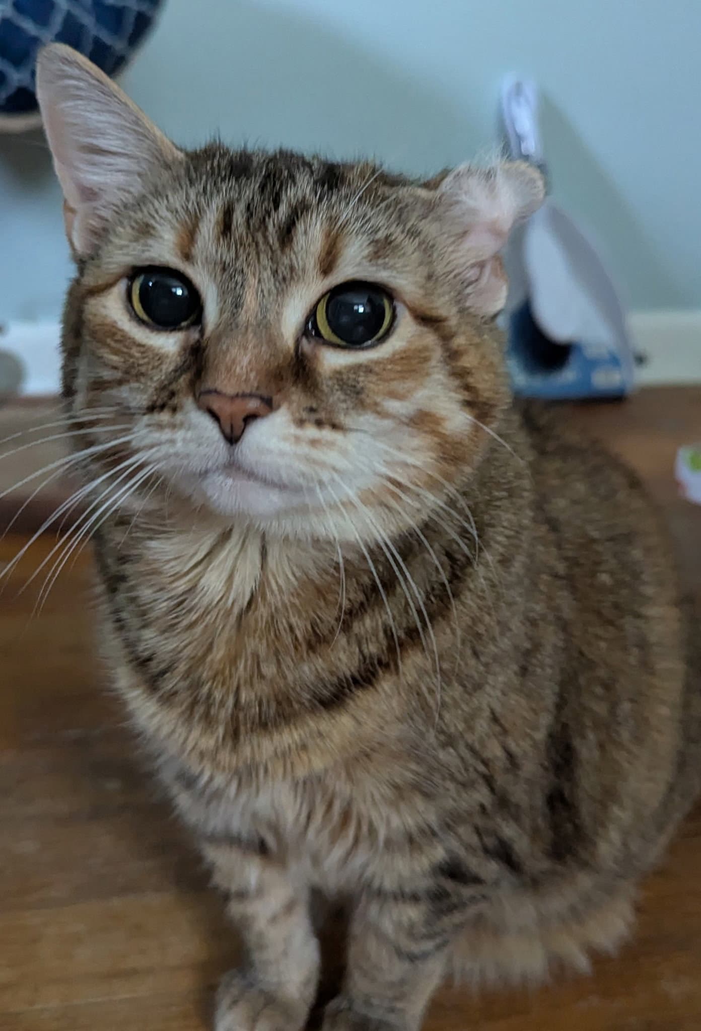 Trix - American Shorthair