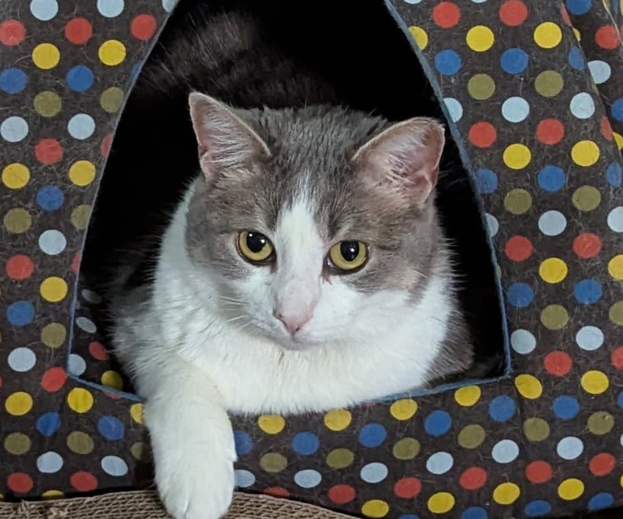 Cheerio - American Shorthair