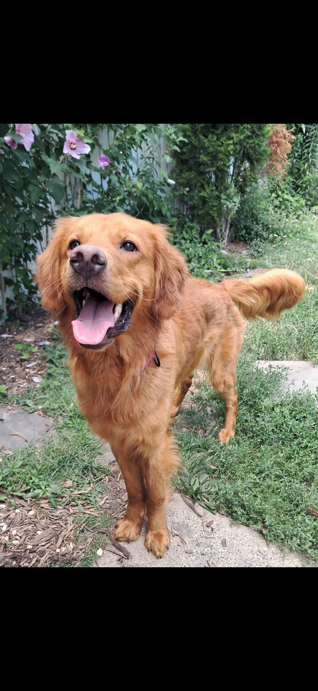 Scout - Irish Setter